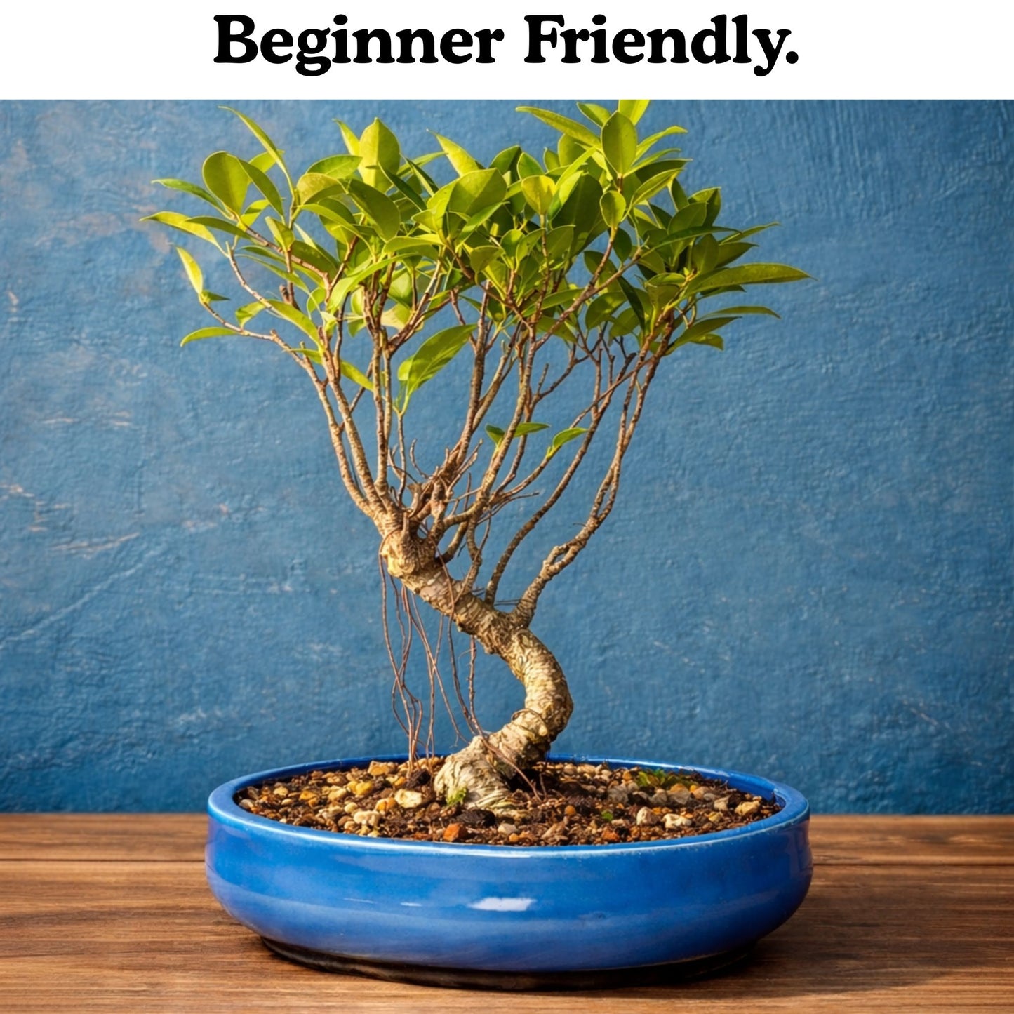 4-Years-Old Banyan Bonsai Tree In Ceramic Pot