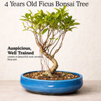 4-Years-Old Ficus Banyan Bonsai Tree 25-30cm Tall
