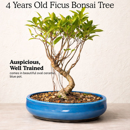 4-Years-Old Banyan Bonsai Tree In Ceramic Pot