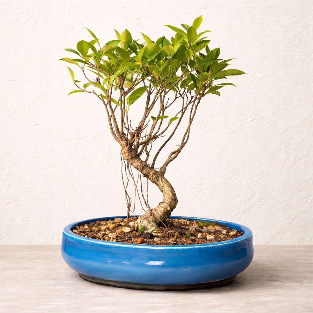 4-Years-Old Banyan Bonsai Tree In Ceramic Pot