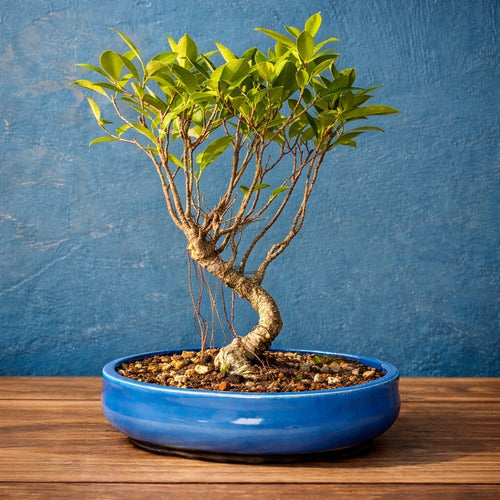 4-Years-Old Ficus Banyan Bonsai Tree 25-30cm Tall
