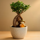 Ficus