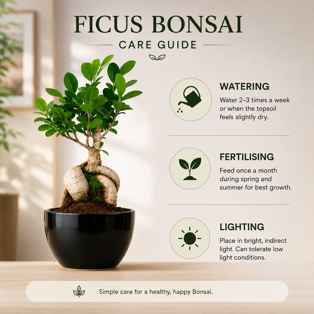 Ficus Microcarpa Bonsai 5 Years Black Pot