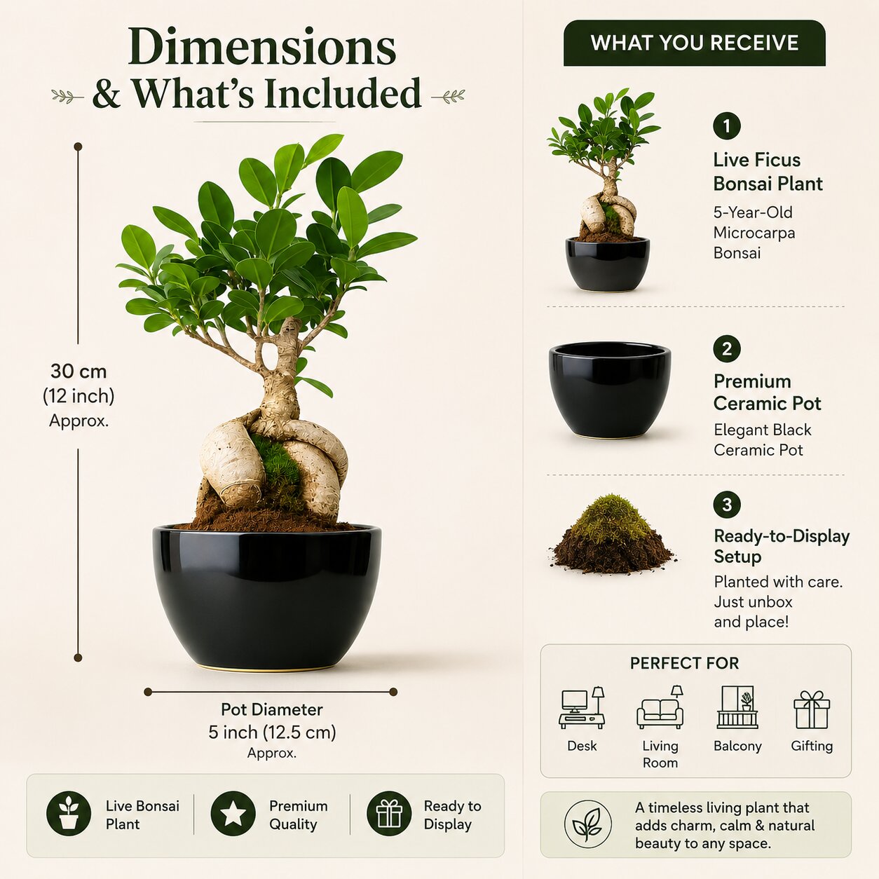Ficus Microcarpa Bonsai 5 Years Black Pot