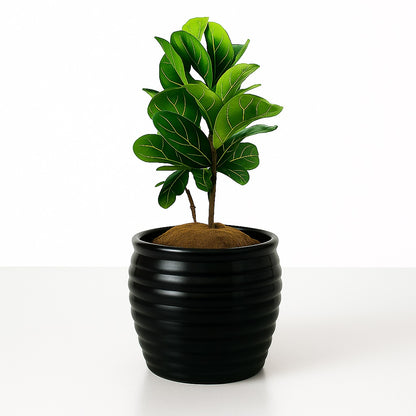 Ficus Lyrata Fiddle Leaf Fig