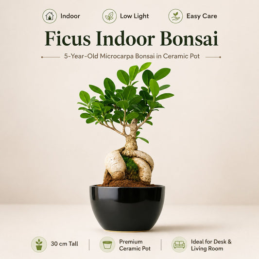 Bougainvillea Bonsai Tree
