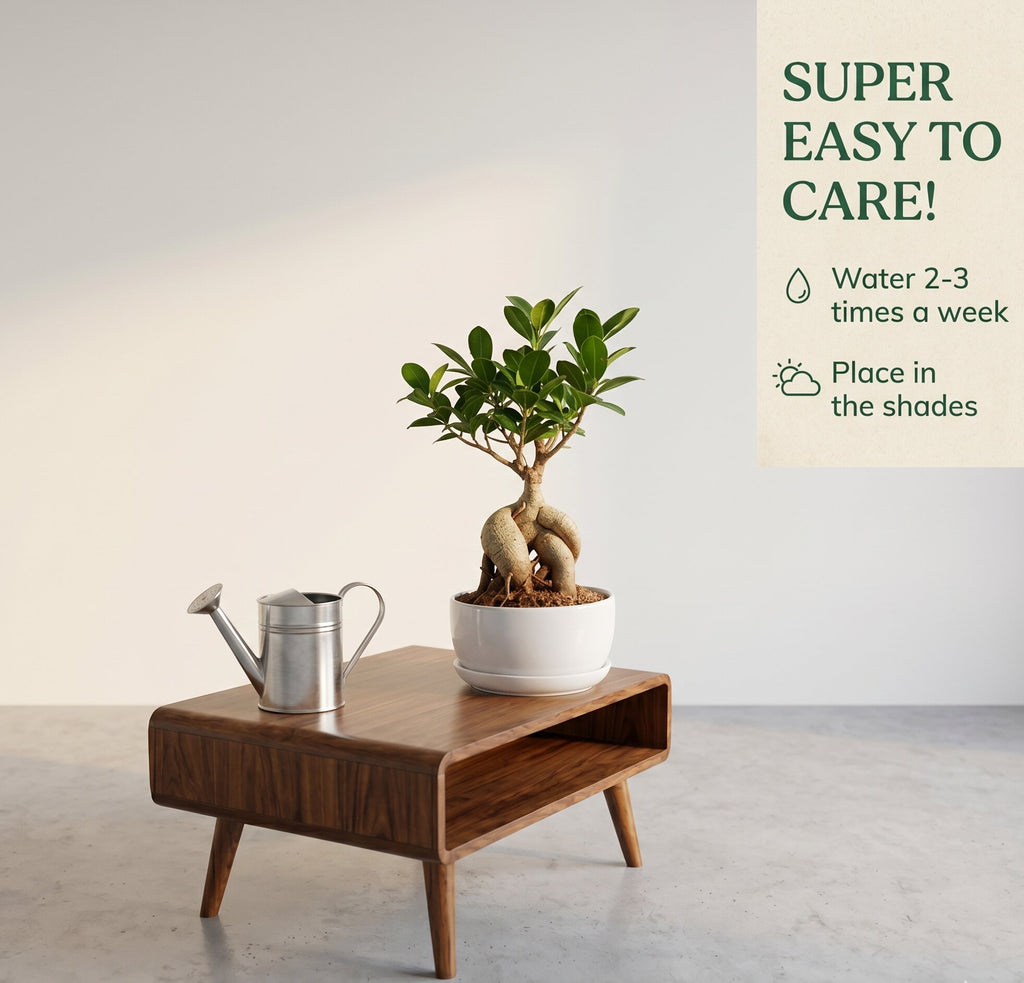 Living Room Bonsai Combo