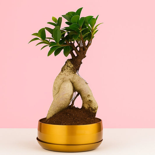 Potted bonsai tree with gold pot on a pink background