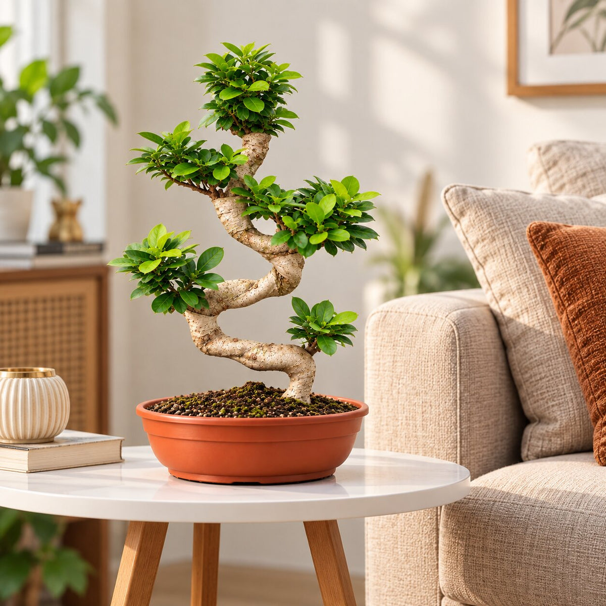 50 cm multi-curve Ficus Microcarpa bonsai on a side table in a living room