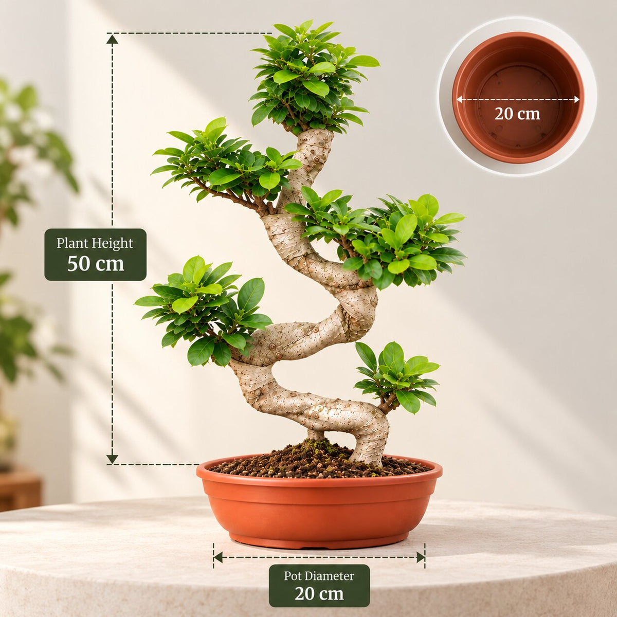 Ficus Microcarpa bonsai size guide: plant height 50 cm, pot diameter 20 cm