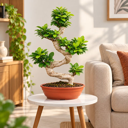 Multi-curve Ficus Microcarpa bonsai beside a sofa in a bright living room