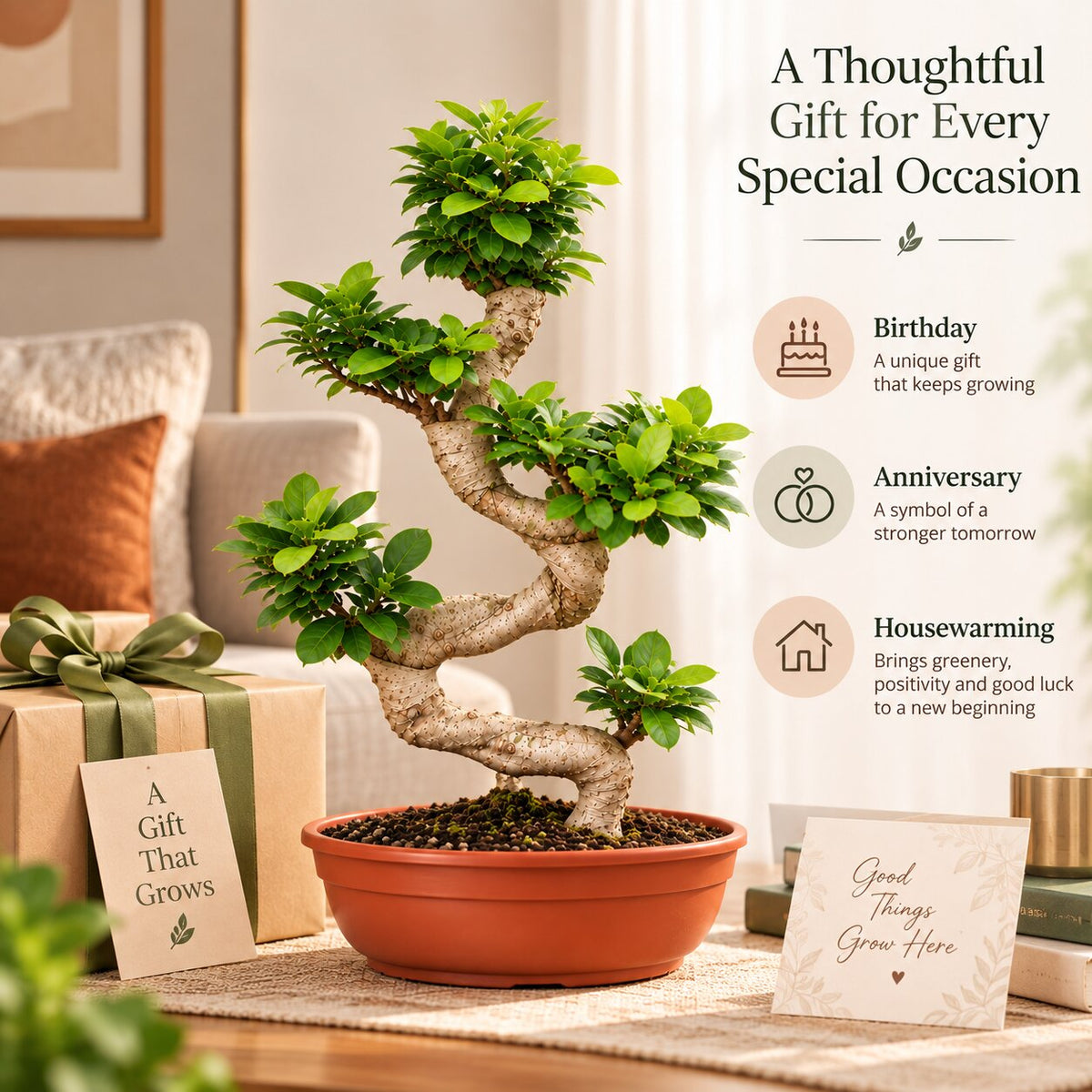 Ficus Microcarpa bonsai as a gift for a birthday, anniversary or housewarming