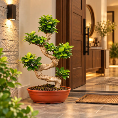 50 cm S-curve Ficus bonsai placed at a home entrance