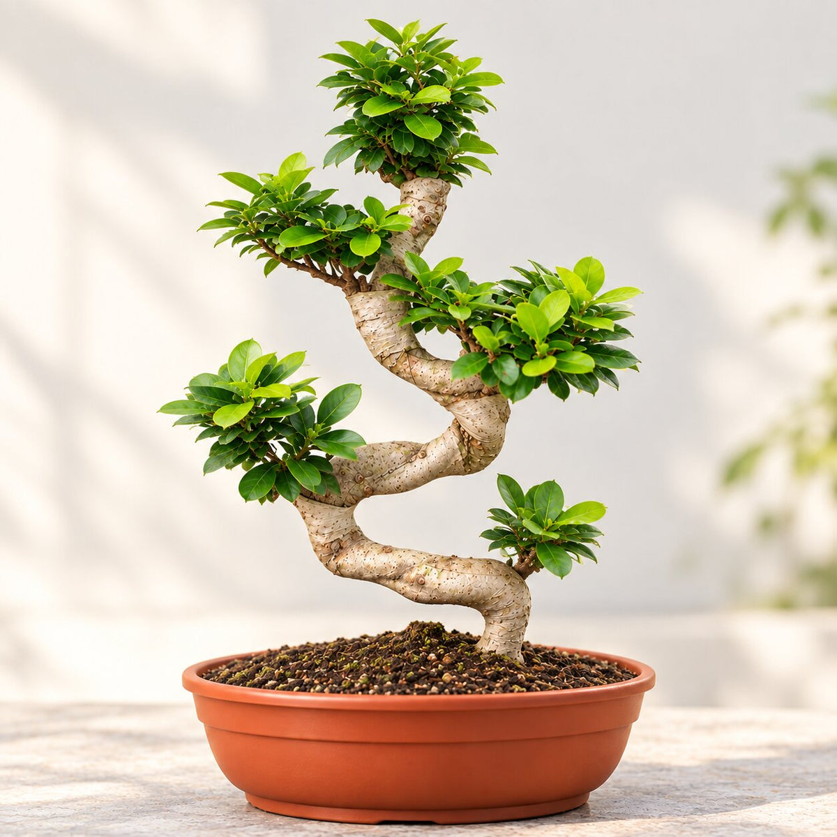 Ficus Microcarpa bonsai tree with a multi-curve S-shaped trunk, 50 cm tall, in a terracotta plastic bonsai pot