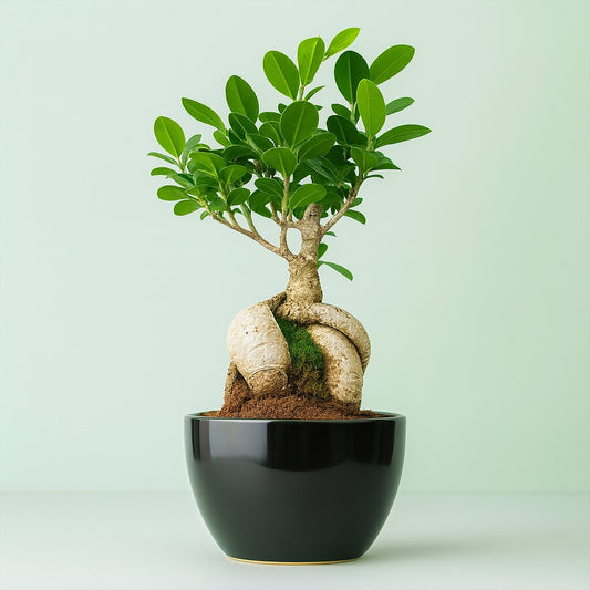 Ficus Microcarpa Bonsai 5 Year Black Pot