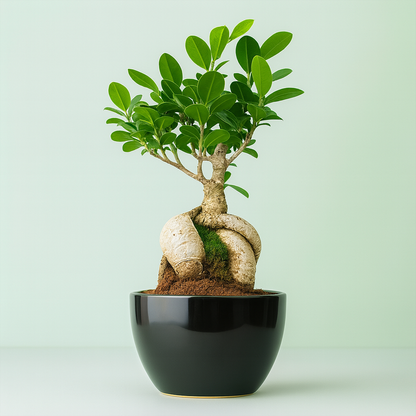 Ficus Microcarpa Bonsai 5 Years Black Pot