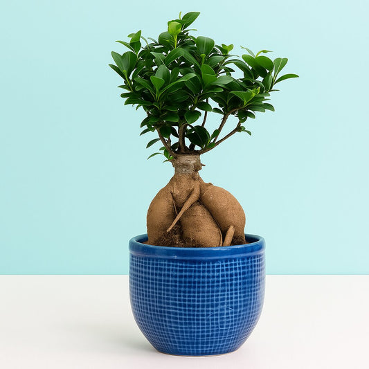 Ficus Indoor Bonsai Plant in Bonsai Pot with Tray