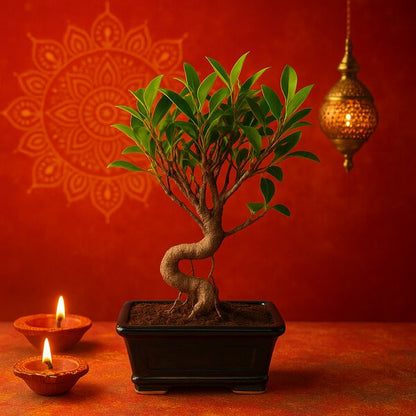 Ficus Plant Bonsai Tree 4-5 Years Old (Banyan Bonsai Tree)