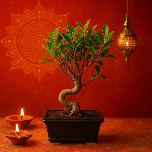 Ficus Plant Bonsai Tree 4-5 Years Old (Banyan Bonsai Tree)