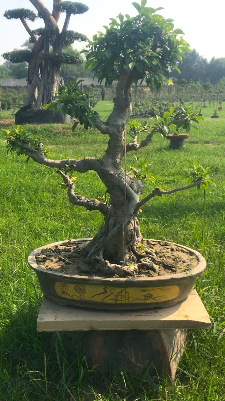 Auspicious Ficus Bonsai Tree