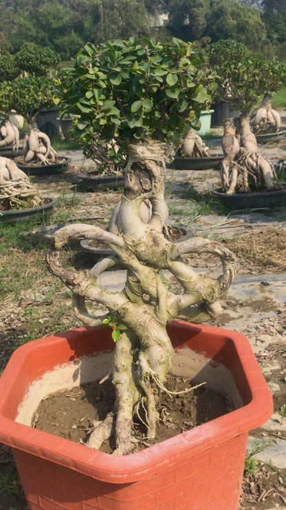 Auspicious Ficus Bonsai Tree
