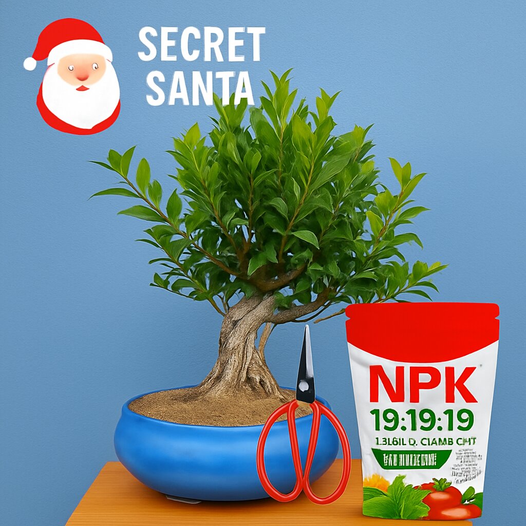 Secret Santa Ficus 12 Years Bonsai - Luxury Gift Set with Surprise Plant