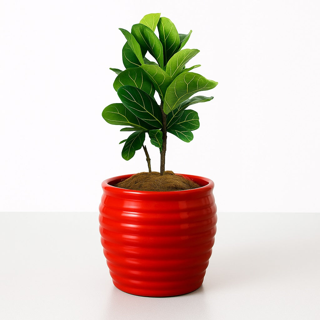 Ficus Lyrata Fiddle Leaf Fig