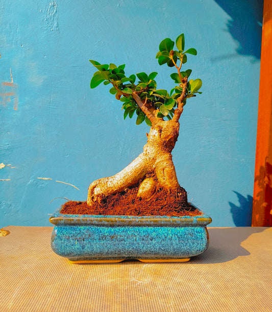 5 Years Old Ficus Microcarpa Bonsai Tree