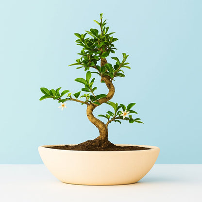 Potted flowering bonsai tree on a light blue background