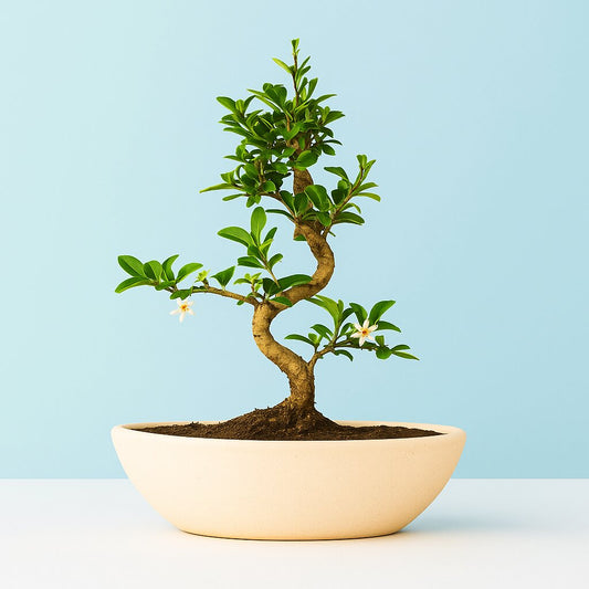 Potted flowering bonsai tree on a light blue background