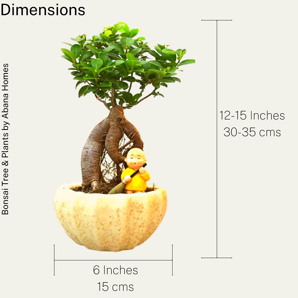 Ficus Indoor Bonsai Plant in Kamrak Pot