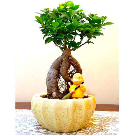 Ficus Indoor Bonsai Plant in Kamrak Pot