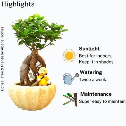 Ficus Indoor Bonsai Plant in Kamrak Pot