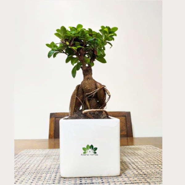 Buy Diwali Gift Ficus Bonsai Plant with 2 Diya and A Hand-Written Card - Abana Homes