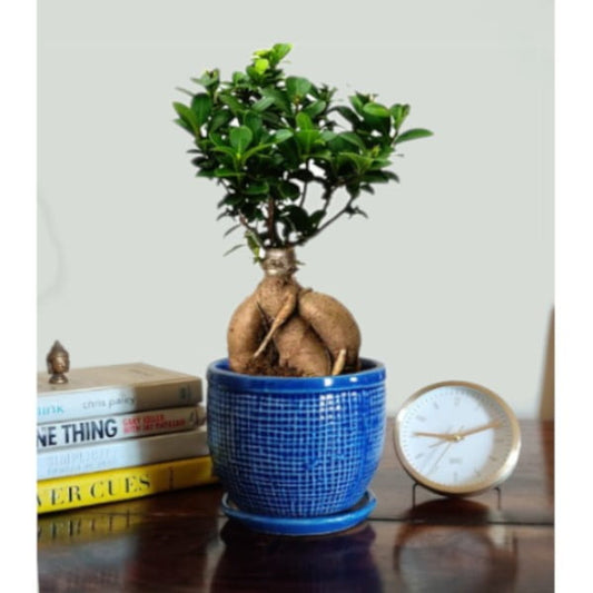 Ficus Indoor Bonsai Plant in Bonsai Pot with Tray