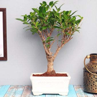 Ficus Bonsai Plant in White Sq Ceramic Pot