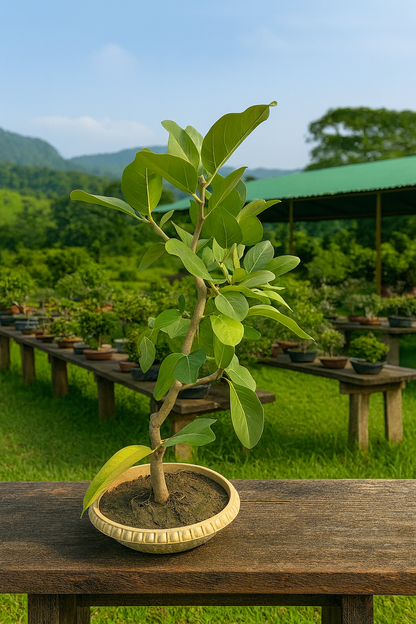 Banyan Bonsai Tree – 4-Year Bargad, Plastic Pot