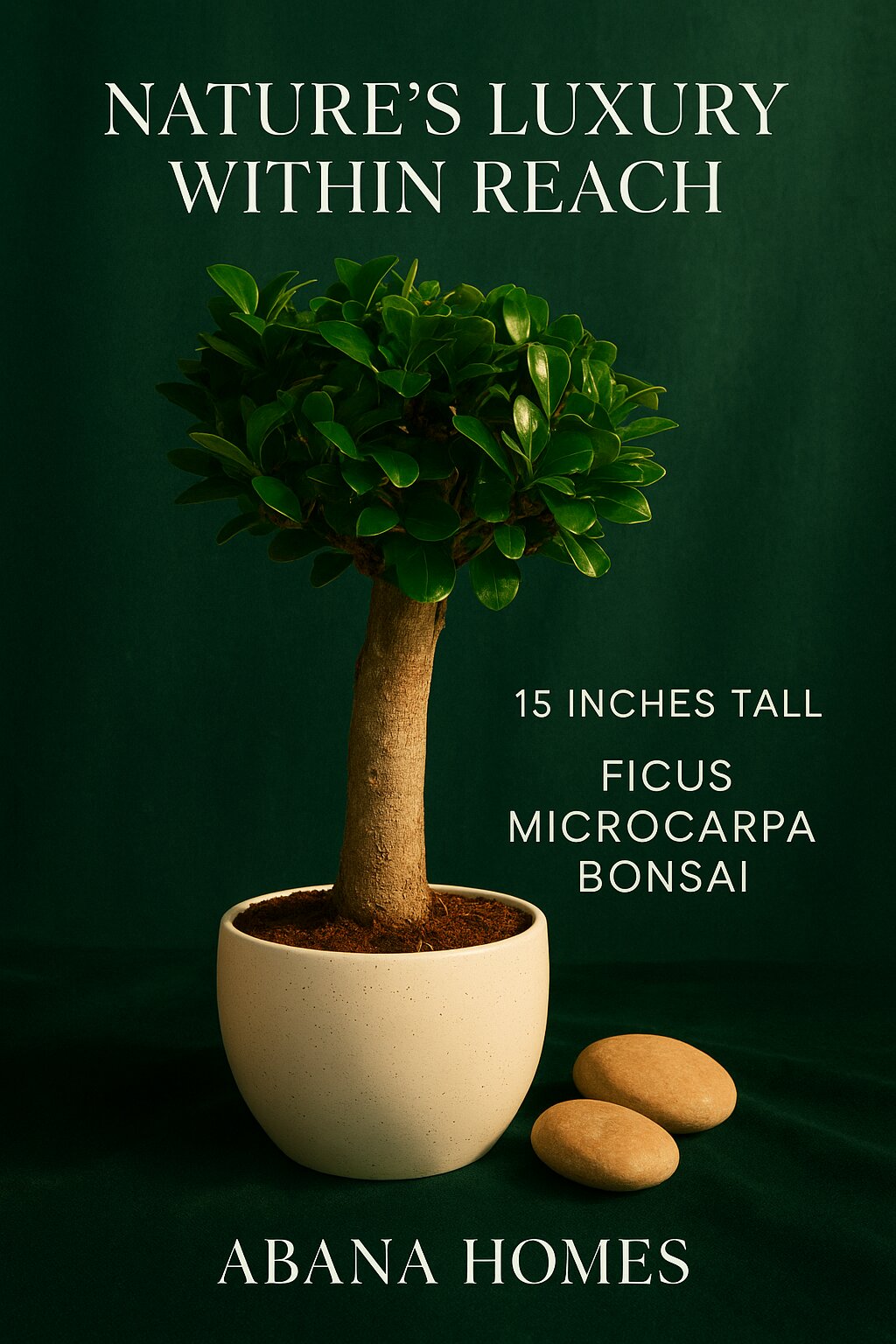 Ficus Microcarpa Bonsai Tree - 15 Inches for Indoor