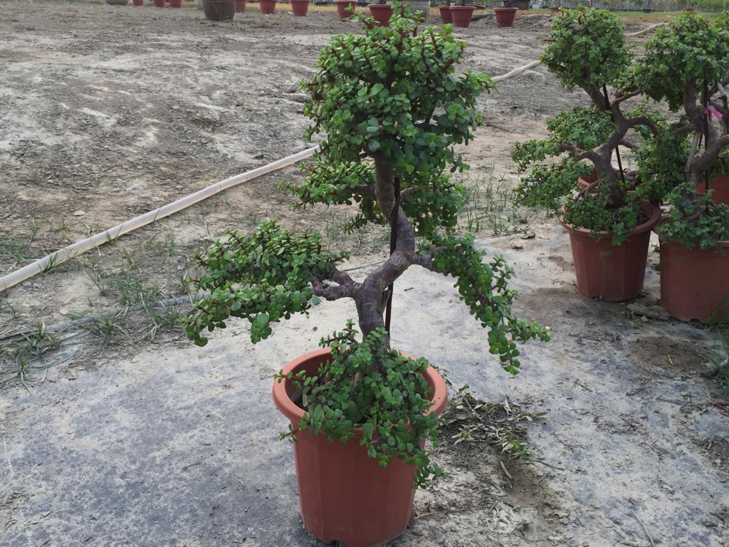 Buy Ficus Jungle Style Combo of 5 Bonsai - Abana Homes