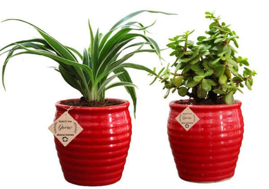 Buy Good Luck Plant Jade  in Beautiful Black & Red Pot (Combo of 2) - Abana Homes