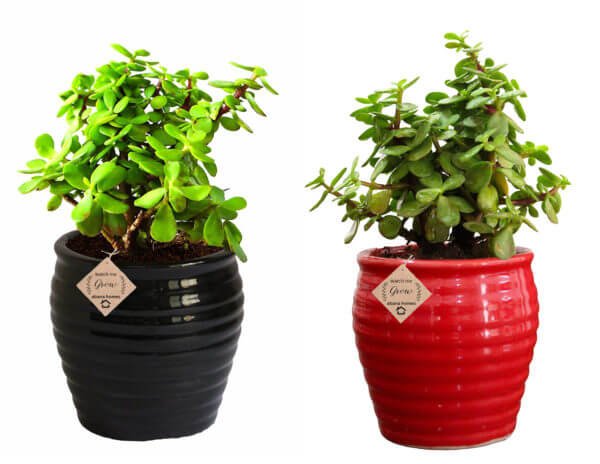 Buy Air Purifying Plants Pink Syngonium & Jade - Abana Homes