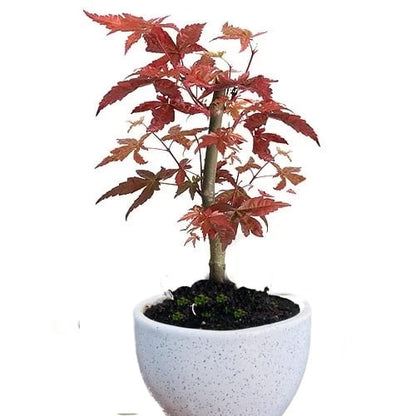 Japanese Maple Bonsai Tree in Ceramic Pot