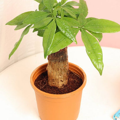 Buy Pachira Bonsai Tree In Growing Pot - Abana Homes