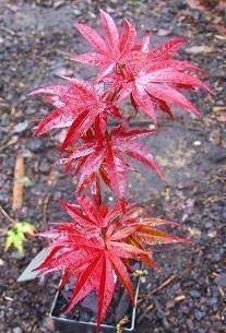 Japanese Maple Bonsai Tree in Ceramic Pot