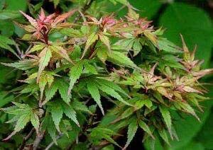 Japanese Maple Bonsai Tree in Ceramic Pot