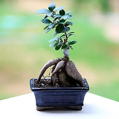 Ficus Indoor Bonsai Plant Blue Sq Pot