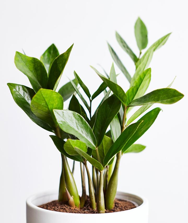 Buy ZZ Plant (Zamioculcas zamiifolia) - Abana Homes