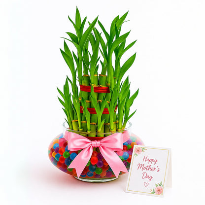 3 Layer Lucky Bamboo in Glass Pot – Indoor Desk Plant