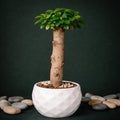 Ficus Microcarpa Bonsai Tree - 15 Inches for Indoor