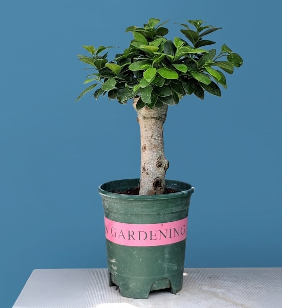 Ficus Microcarpa Bonsai Tree - 15 Inches for Indoor